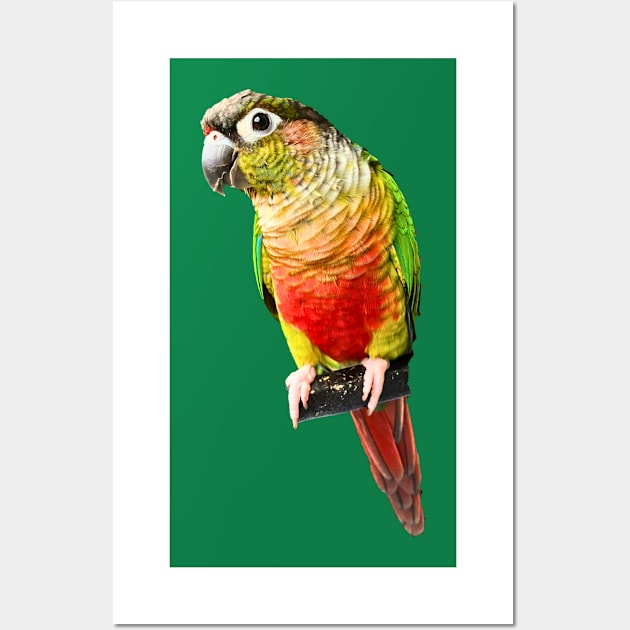 Conure Parrot Bird design | Green cheek | Love for birds Wall Art by TatianaLG